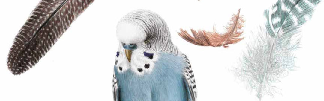Livestream Koekie Boekie met Mark Haayema (4+)