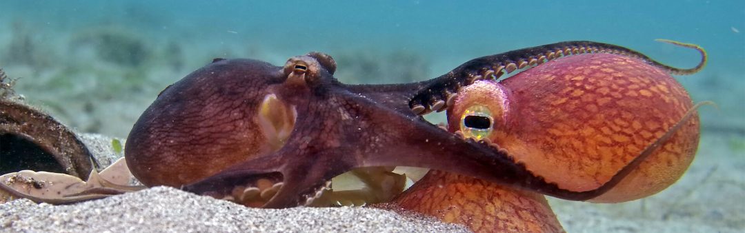 Filmkids: Spy in the ocean & Workshop Lotje van Lieshout