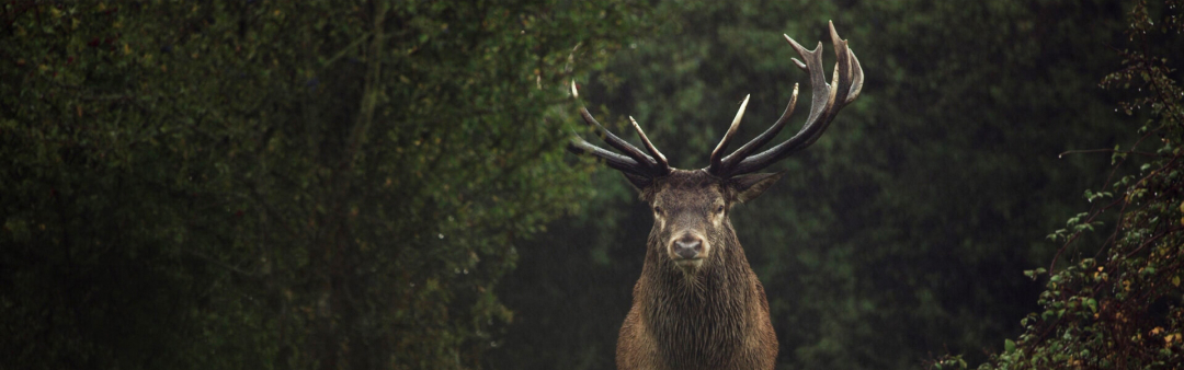 Een filmavond in het wild | CineNoord