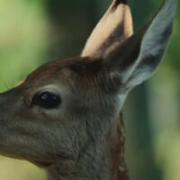 Bambi, l'Histoire d'une Vie dans les Bois | CineNoord FilmKids (AL)