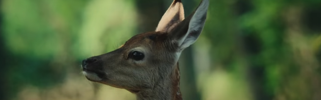 Bambi, l'Histoire d'une Vie dans les Bois | CineNoord FilmKids (AL)