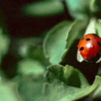 Workshop Op natuur avontuur | Kinderparadijs Meidoorn (4+)